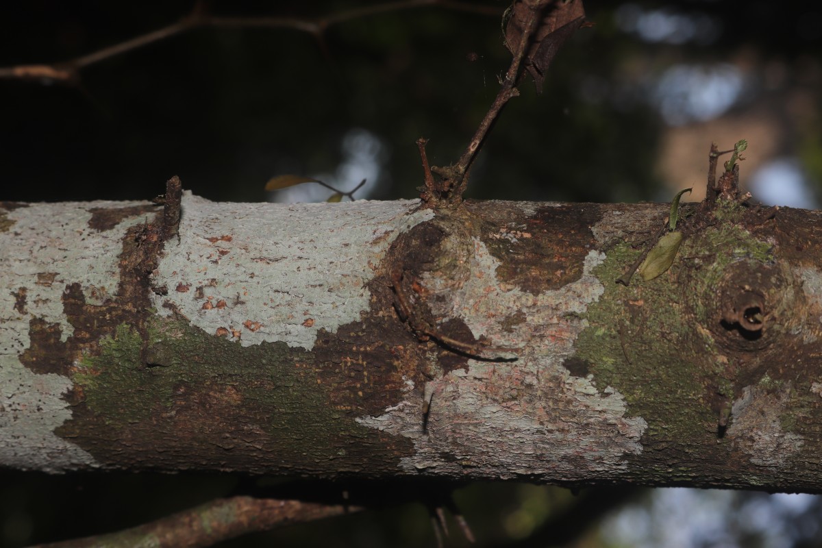 Thailentadopsis nitida (Vahl) G.P.Lewis & Schrire